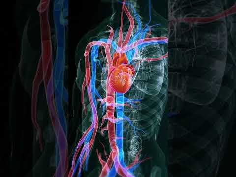 El CORDYCEPS para la salud respiratoria y cadiovascular