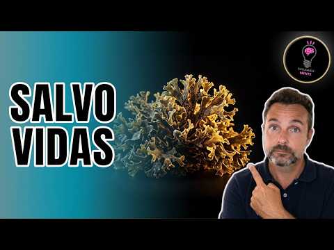 SEA MOSS El alga que salvó Irlanda del hambre (y tu salud)