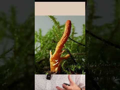 Beneficios del CORDYCEPS